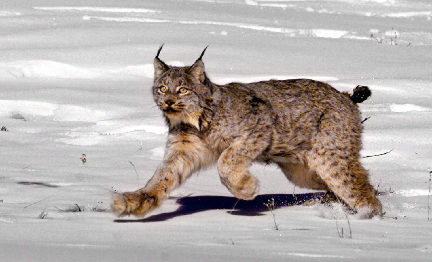 Lynx du Canada